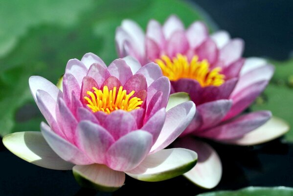 Hermosas flores de lirio de agua