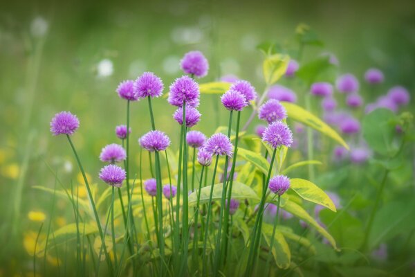 Lilac flowers. Grass. The flowering of nature
