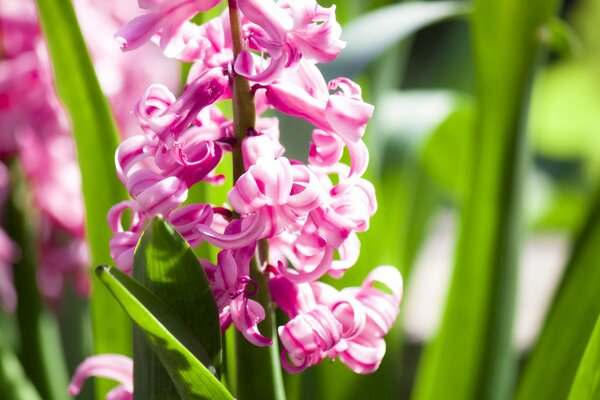 Hyacinth blooms in spring in bright light