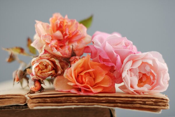 Orangefarbene Rosen auf alten Seiten