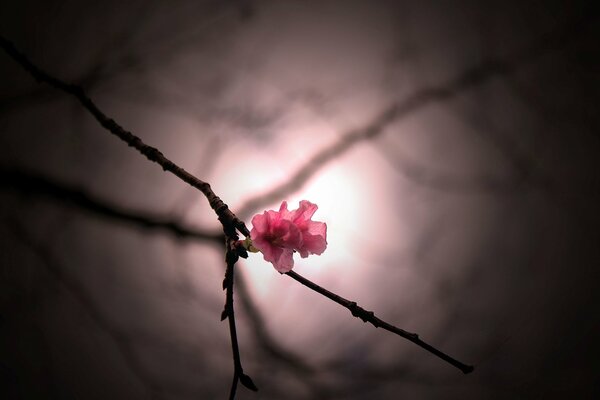 A single cherry blossom on a darkened screen