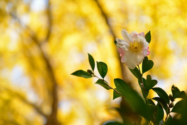 Delicate white-pink flowers on a blurry background of yellow leaves