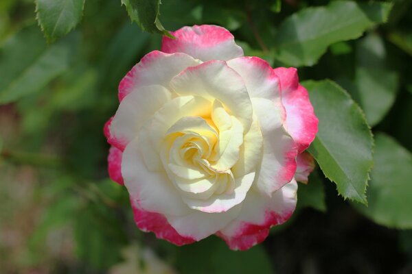 Zart weiß-rosa verführerische Blütenblätter