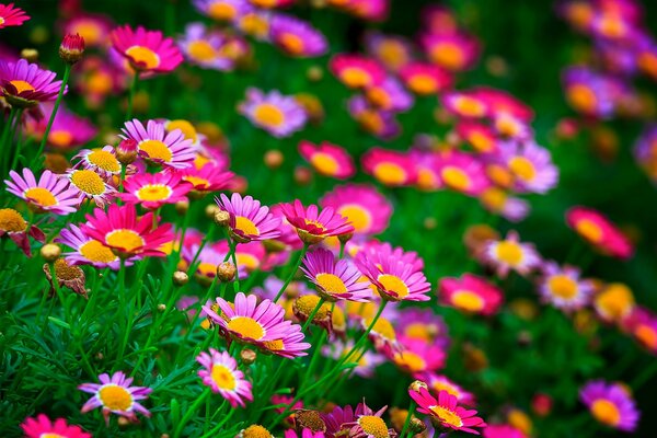 Small bright flowers in a green clearing