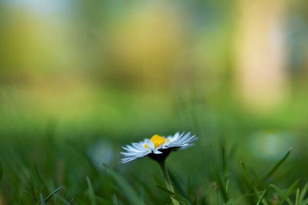 Chamomile among the grass on a blurry background