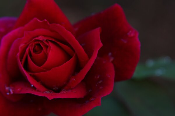 Bright red rose of love