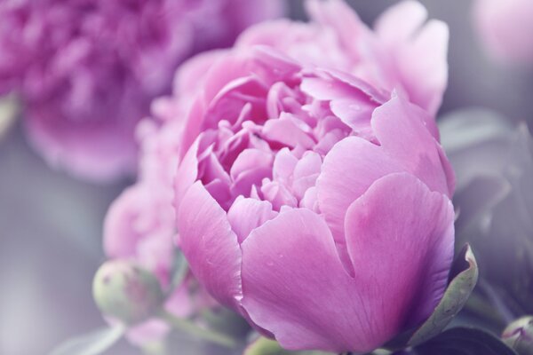 Pink tulip close-up