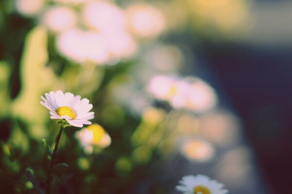 Chamomile in the sun on a blurry background