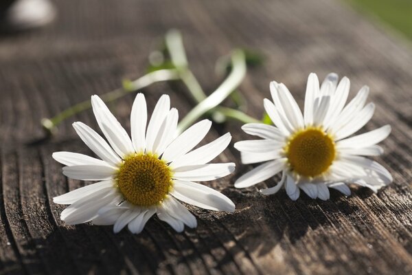 Fond d écran plein écran marguerites blanches