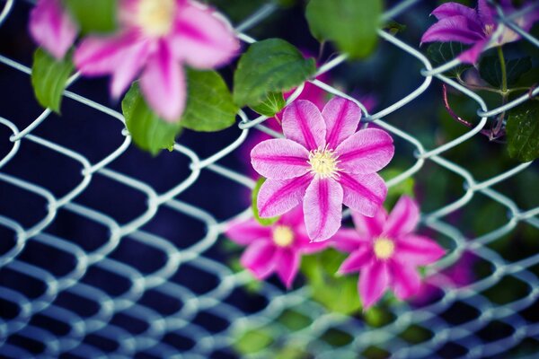 I fiori si aprono in una tonalità rosa