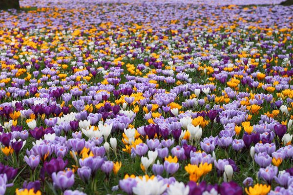 Champ de beauté fantastique avec des fleurs lilas et jaunes