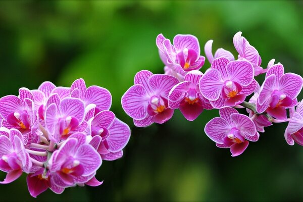 Jasna Różowa orchidea na zielonym tle