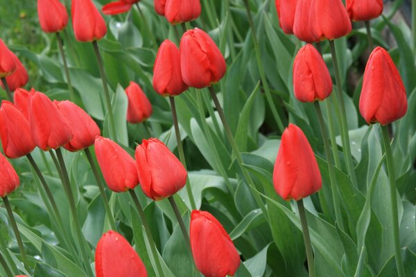 Tulipanes rojos. Estado de ánimo de primavera