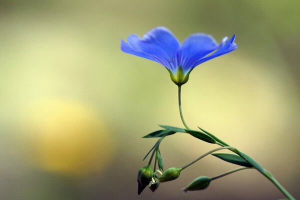 Blaue schöne Blume Nahaufnahme