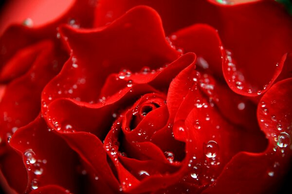 Burning red roses with small drops