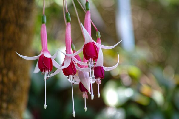 Tautropfen-Highlights auf weiß-rosa Fuchsia