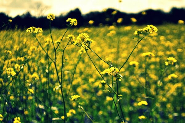 A field of yellow bokeh flowers