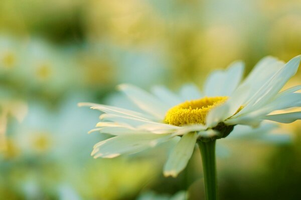 Sonnige Blume schneeweiße Kamille