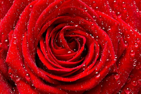 A red rose bud in raindrops