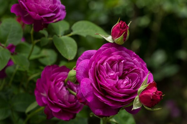 Boccioli di bellissime rose viola