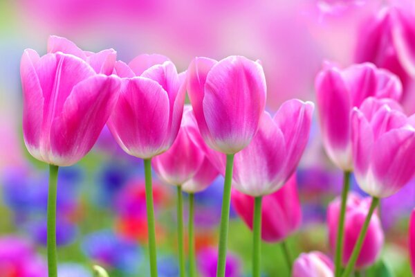 Pink tulips on a spring field