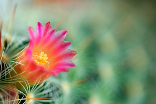 Cactus con flor suelta