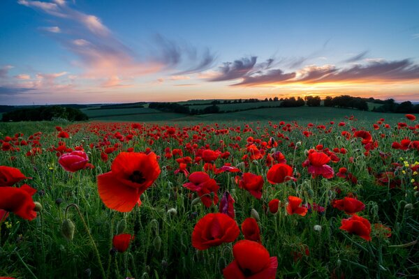 Bellissimo tramonto in un campo di papaveri