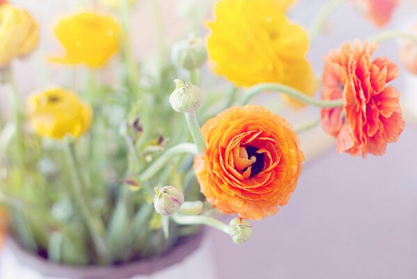 Renoncules multicolores avec des bourgeons dans un vase