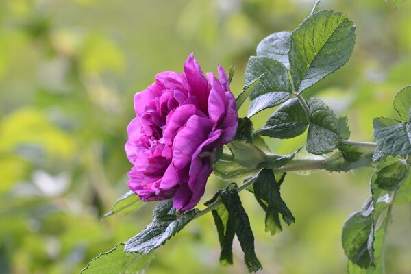 Fioletowy kwiat róży na zielonym tle