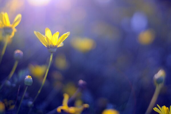 Fiori gialli su sfondo blu