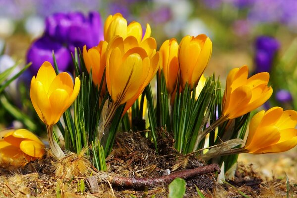 Yellow flowers grew in spring