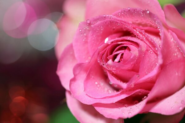 Tautropfen fielen auf die Rosenblätter