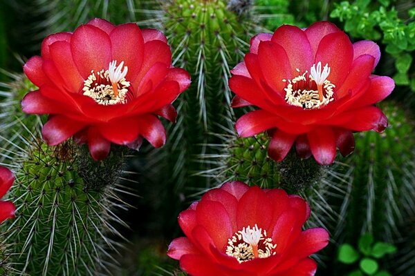 Red flowering cacti. With needles