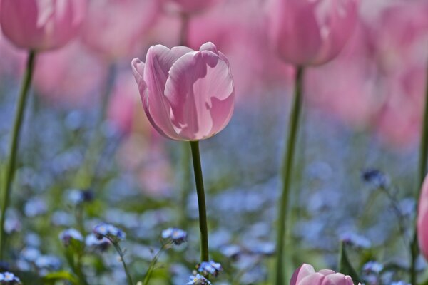 Feld aus rosa Tulpen und Vergissmeinnicht