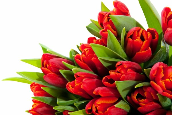 Bouquet of yellow-red tulips on a white background