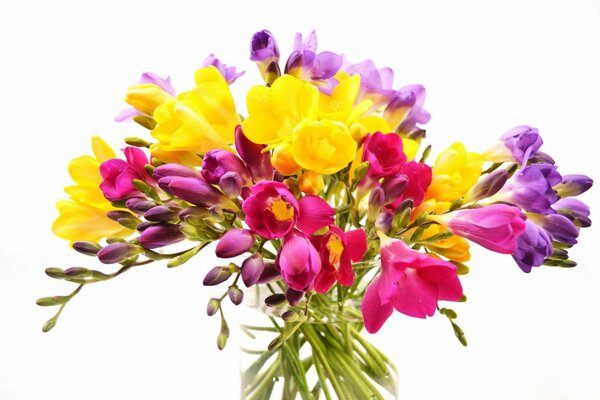 Bouquet de fleurs de freesia dans un vase