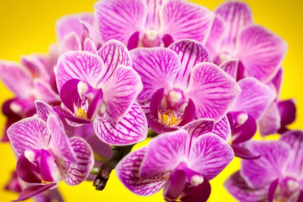 Pink phalaenopsis on a yellow background