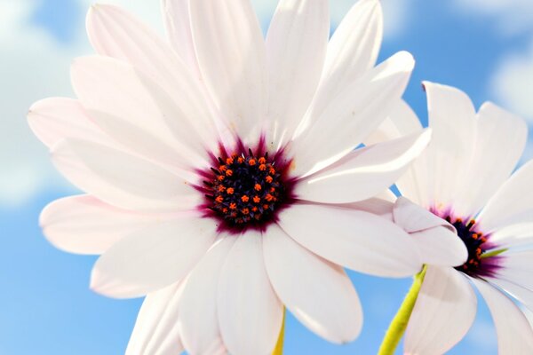 Delicate pink flowers on a blue sky background