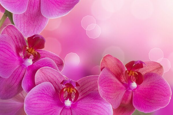 Three beautiful pink orchids