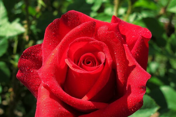 Bocciolo di rosa rosso elegante in gocce di rugiada