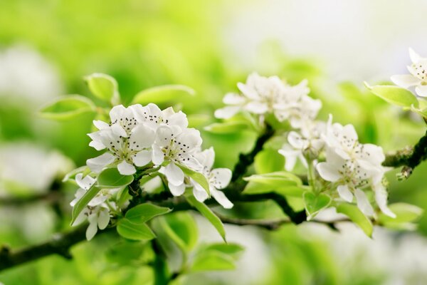 Fleurs de pommier sur l arbre