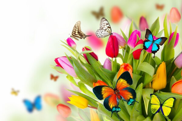 Mariposas de colores en la primavera en el fondo de flores de tulipán