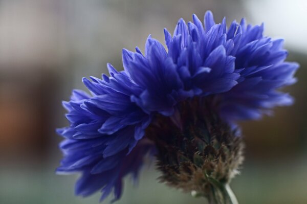 Fleur bleue. Gros plan, mise au point. Flou