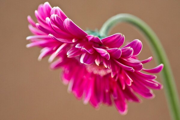 Pétales de fleur de gerbera rose