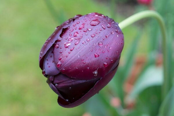 Flor de tulipán púrpura con rocío