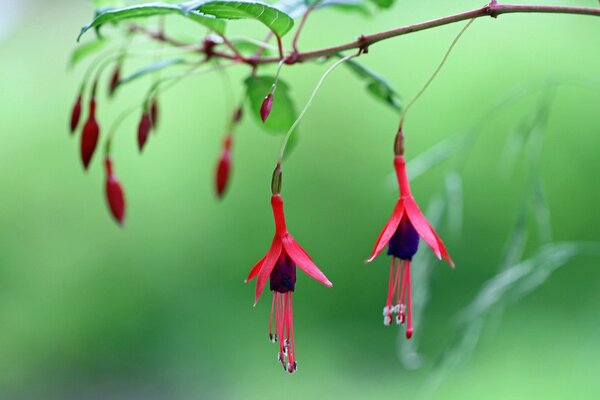 A delicate branch with pink fuchsia flowers