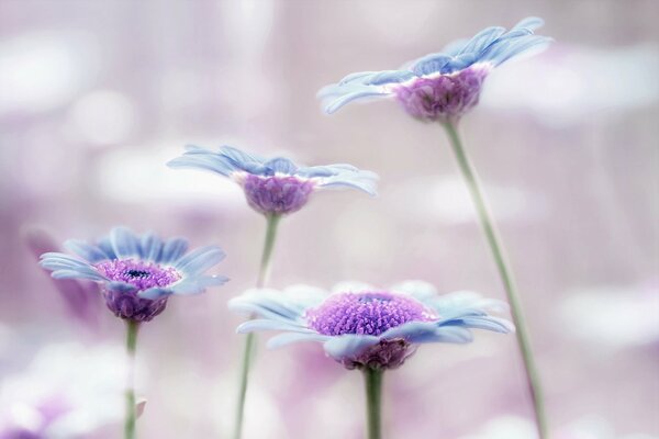 Lilas, fleurs bleues sur fond flou