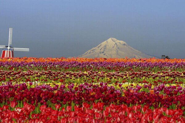 Field of tulips. nature. beauty