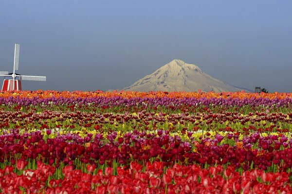 Pole tulipanów. natura. piękność