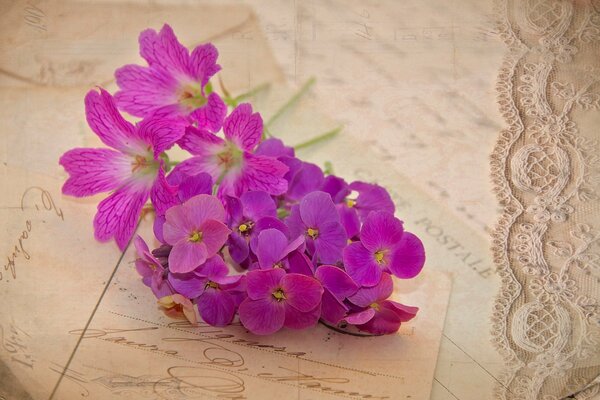 Liliowy geranium na starych listach